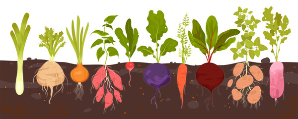 Root vegetables grow in soil, infographic diagram with underground patch vector illustration. Cartoon harvest of tubers with leaf and veggies bulbs growing in ground of field or backyard garden - obrazy, fototapety, plakaty