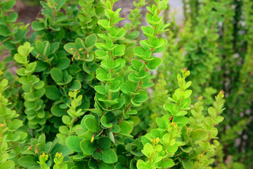 Berberis thunbergii. Decorative green bright bushes on streets of city. Landscaping and decoration...