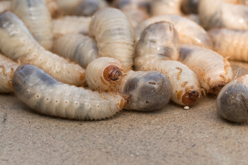 Larvae garden pests. Close up of white grubs burrowing into the soil. The larva of a chafer beetle,...