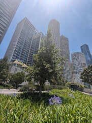 Buildings at La mexicana park, pine tree and flowers on foreground, Mexico city
