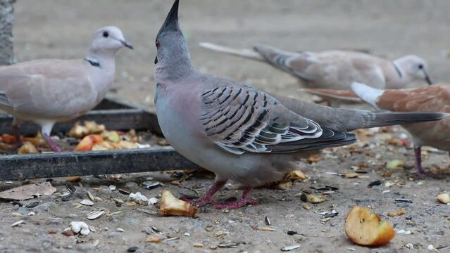 crested pigeon picking food from ground.