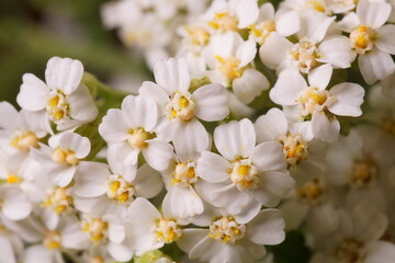 Medicinal plants - milfoil, yarrow flower; Achillea millefolium