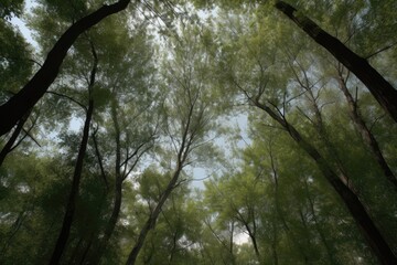 birds-eye view of a dense forest with sunlight filtering through the canopy
