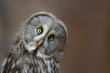 Great grey owl Strix nebulosa, also known as Great gray owl - Powered by Adobe