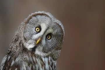 Gordijnen Great grey owl Strix nebulosa, also known as Great gray owl © Tatiana