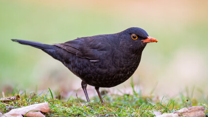 Obraz premium Common blackbird Turdus merula in the wild