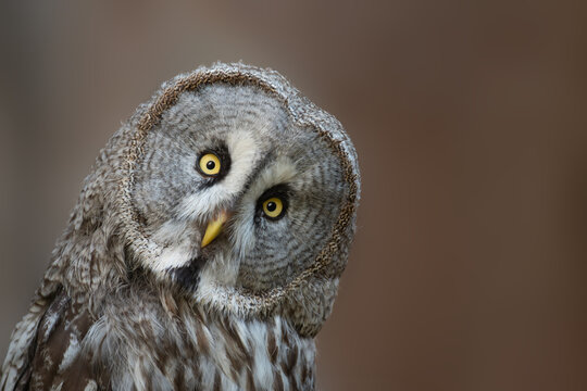 Great grey owl Strix nebulosa, also known as Great gray owl