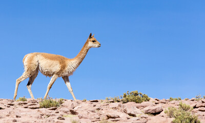 View of a Vicuna
