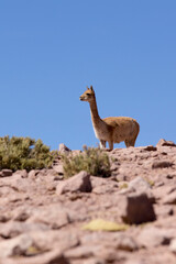 View of a Vicuna