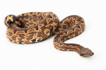 Solomon island ground boa snake or Candoia carinata paulsoni isolated on white on white background