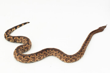 Solomon island ground boa snake or Candoia carinata paulsoni isolated on white on white background
