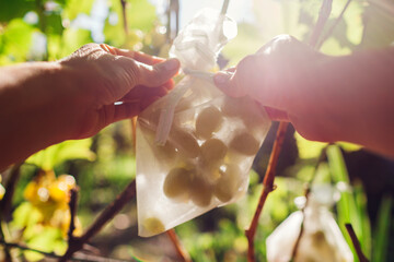 Gardener puts protective fabric bag on bunch of green delight grapes in fall garden. Saving fruit...