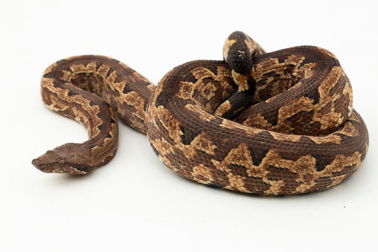 Solomon island ground boa snake or Candoia carinata paulsoni isolated on white on white background