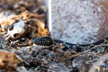 A desert king snake, Lampropeltis splendida, slithers past the skull of a deceased rodent while on the hunt in the Sonoran Desert. Pima County, Tucson, Arizona, USA.