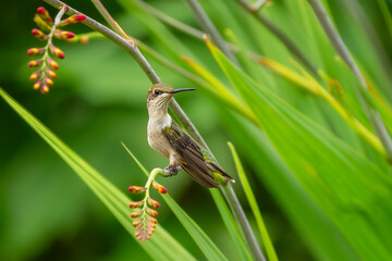 Hummingbird perched on a flower stem