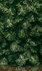 Naklejka na ściany i meble Monstera plant in tropical forest, botanical garden