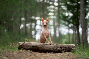 Fototapeta na wymiar Little dog in forest. Active American Hairless Terrier in nature