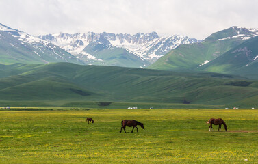 Fototapeta na wymiar Horses feeding the grass in the background of snowy peaks of a mountain range. Ala Bel pass, Bishkek Osh highway in Kyrgyzstan