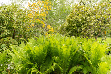 Fototapeta premium Beautiful plantation in a little park in Zurich in Switzerland