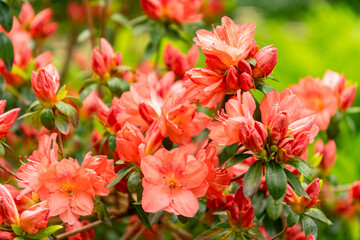 Obraz premium Beautiful plantation in a little park in Zurich in Switzerland