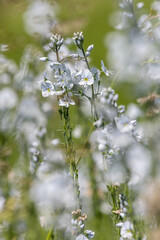 Gentian speedwell (veronica gentianoides) flowers in bloom