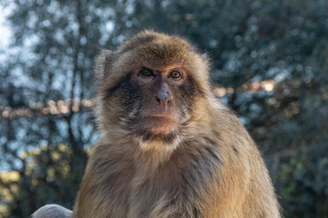 Obraz premium portrait of a macaque