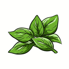  Basil hand-drawn illustration. Basil. Vector doodle style cartoon illustration