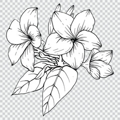 frangipani flower drawing line art vector illustrations. Botanical floral hand drawn element.
