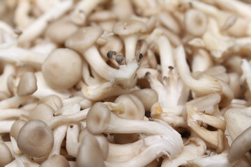 close up of a mushroom. close up view of a mushroom. closeup on shimeji mushrooms.