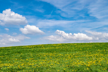 Blue sky with white clouds and a green field with many flowers. Spring summer sunny landscape with blue sky and yellow dandelion flowers in the green grass blooming meadow. 