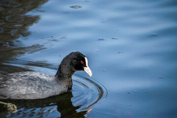 A bird Common coot (Fulica Atra) close-up swims in the water. Birds in the Netherlands.
