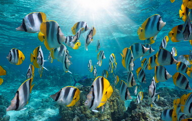 Tropical fish with sunlight underwater in the pacific ocean (shoal of Pacific double-saddle...
