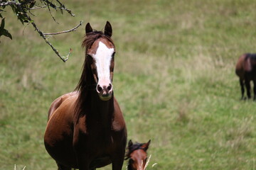 Fototapeta premium A day in the Colombian countryside