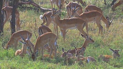 impala in the woods © Rajiv