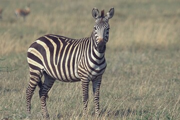 zebra in the savannah