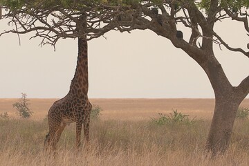 giraffe in serengeti national park