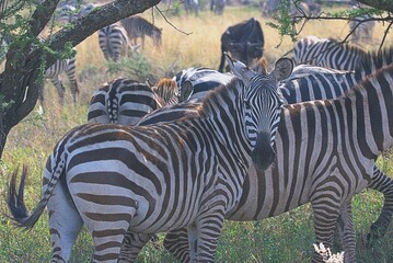 zebra in the wild