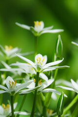 Ornithogalum flowers in spring