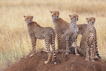 cheetah brothers in serengeti national park © Rajiv