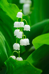 Blooming lilies of the valley in spring
