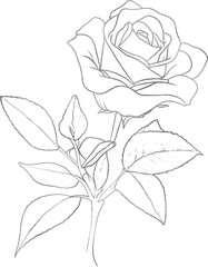 Silver Rose Flower Close-Up Line Drawing Silhouette