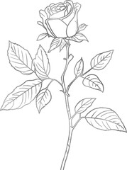 Silver Rose Flower Close-Up Line Drawing Silhouette
