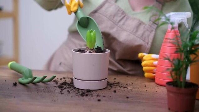woman holding Hyacinth bulb plant ready to transplant, with root system, garden tools and decorative pot on table. home gardening hobby 