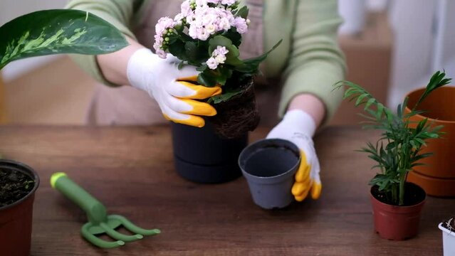 woman transplant kalanchoe plant into a new pot, ensuring proper drainage and new soil to promote growth. potted plant in hands up close. 