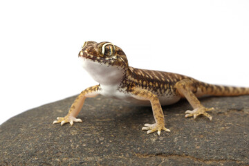 Sand Gecko (Stenodactylus petrii) on rock.