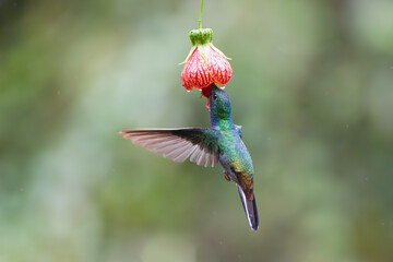 Hummingbird in action 