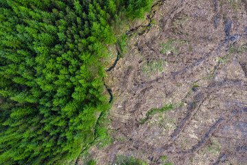 Green forest and area with freshly cut trees. Top down view. Aerial view. Forestry industry. Making firewood. Ecology problem and deforestation. Green world issue.