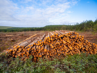 Big pile of freshly cut pine trees ready for collection and transportation. Forestry industry. Natural material and firewood production. Cloudy sky.