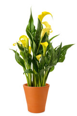 Yellow calla plant in vase - 617184729