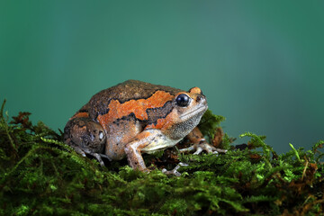 Banded bullfrog (Kaloula pulchra) on mossy tree branch.